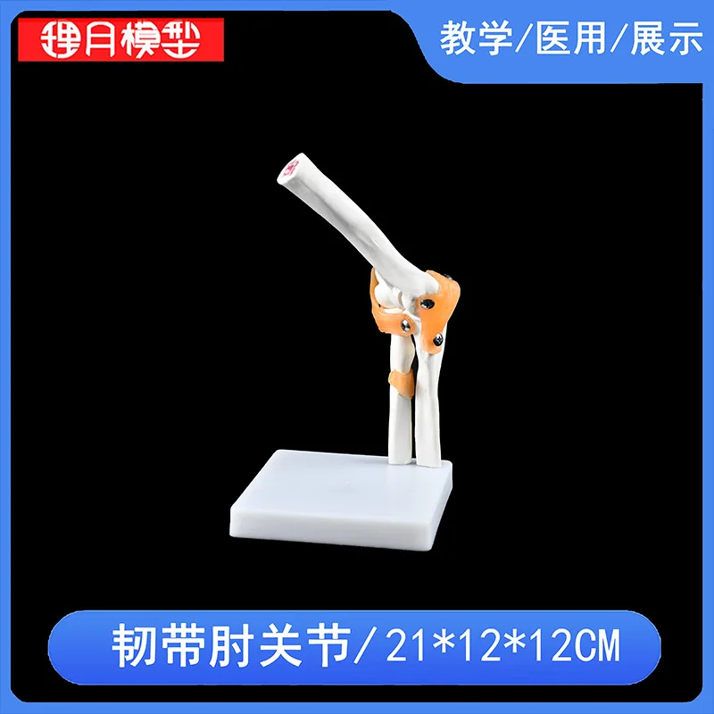 Hand Foot Knee Shoulder Joint Model Ligament Human Anatomy Skeleton Teaching Practice Medical Function Display  Orthopedics