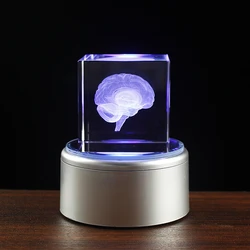 Crystal 3D Human Anatomical Brain Model Laser Engraving Brain Figurines Medical Science Graduation Gift Home Decoration
