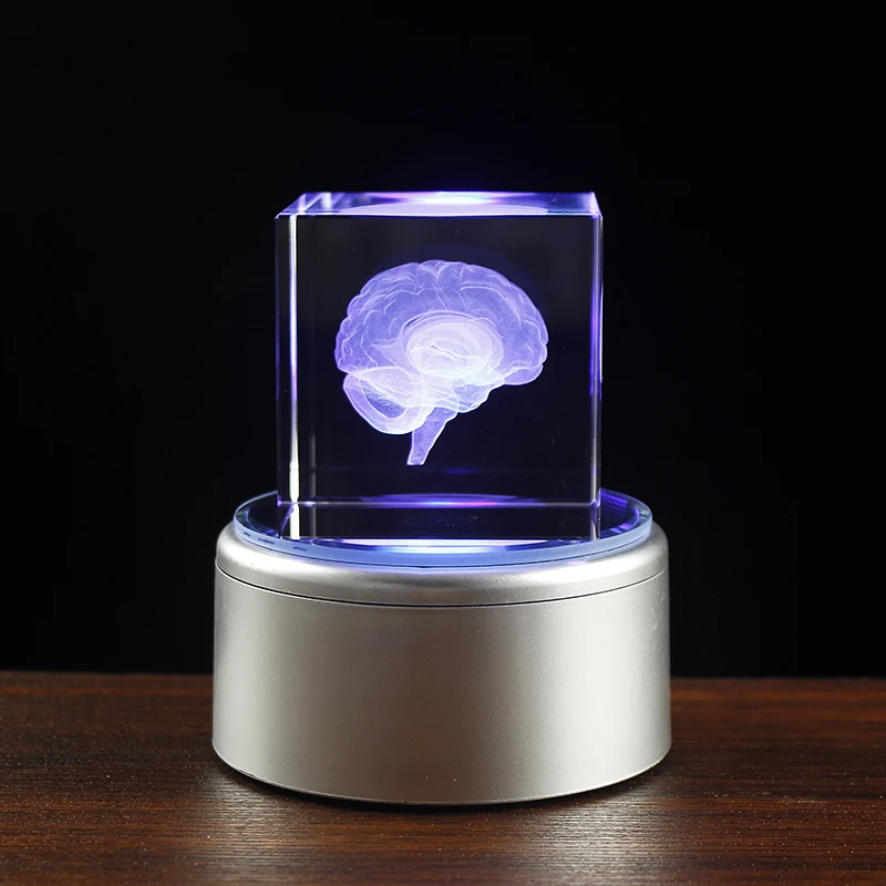 Kryształ 3D ludzki anatomiczny Model mózgu grawerowanie laserowe figurki mózgu nauka medyczna prezent z okazji ukończenia szkoły dekoracji wnętrz