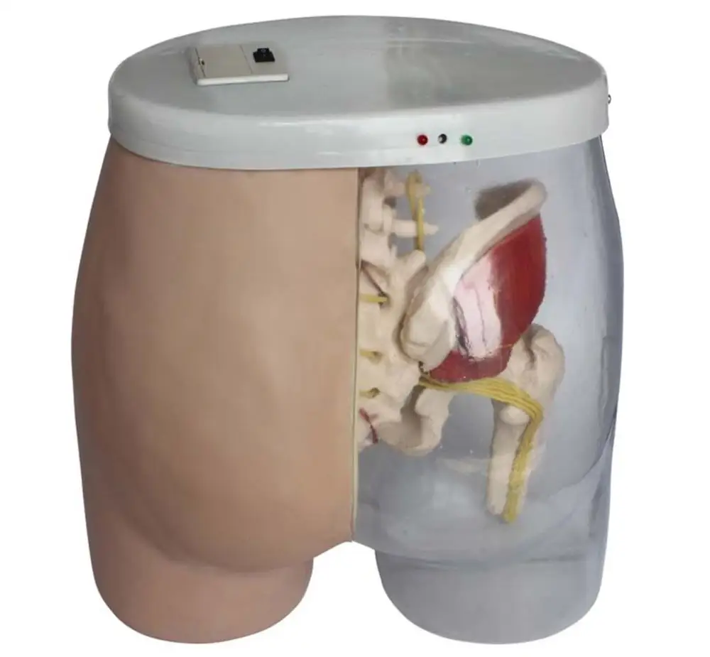 

Buttock transparent Intramuscular Injection Nursing skills Medical teaching manikin Training simulation