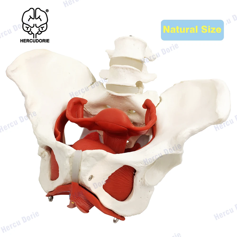 Vrouwelijke Bekken En Perineum Model Met Verwijderbare Organen, Magnetische Montage, Vrouwelijke Bekkenbodem Spier Anatomisch Model & Baarmoeder