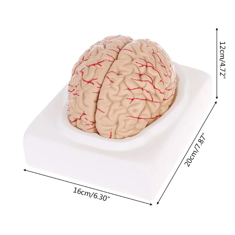 Imagem -05 - Modelo Anatômico do Cérebro Humano Desmontado Ferramenta de Ensino de Medicina