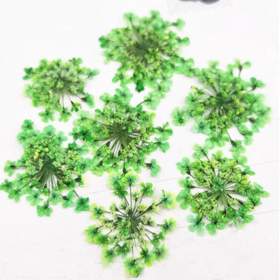 120pcs Pressed Dried Absorb Dyed Ammi Majus Flower Plants Herbarium For Jewelry Postcard Phone Case Photo Frame Making DIY