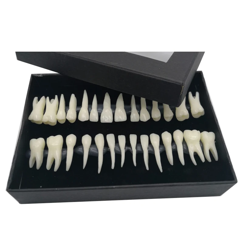 Dental Educational Dentistry 28 Monochrome Permanent Teeth Model With Roots Simulation In Vitro Model Of Standard Adult Teaching