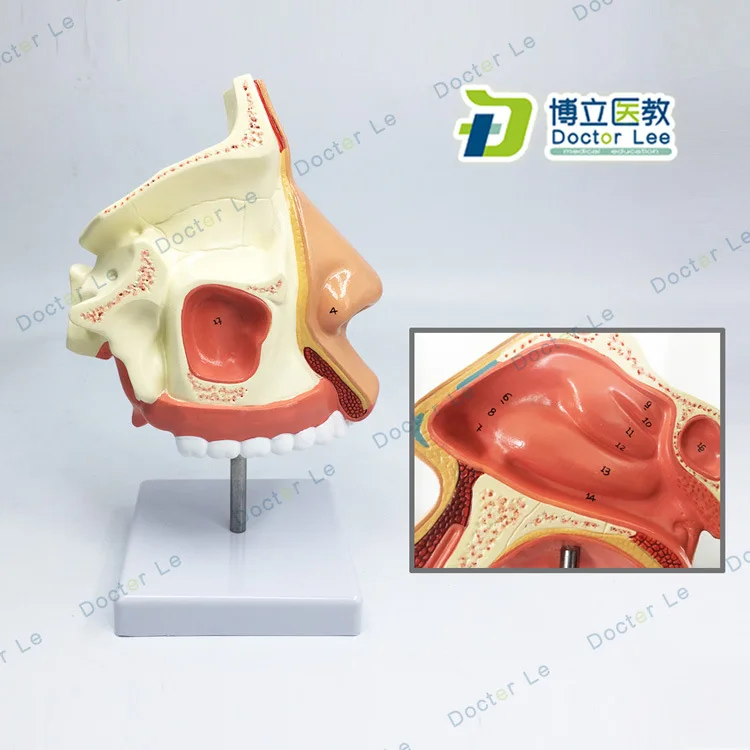 1:1 Life Sized Marked Human Nasal Cavity Anatomical Model ENT Model Accessory  Frontal Sinus Sphenoid Sinus Maxillary