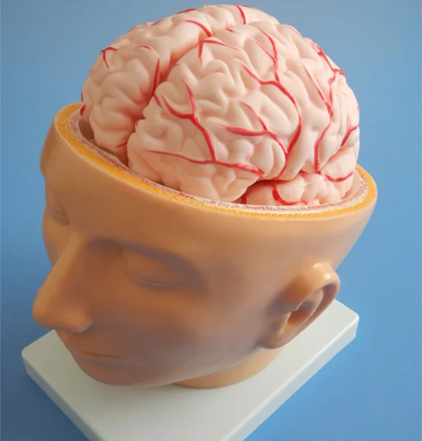 Human Head with Brain And Brain Artery Model, Head Model