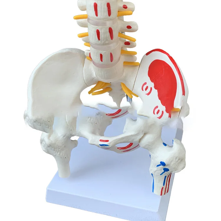 Human spine model 45cm medical orthopedic exercise bone model