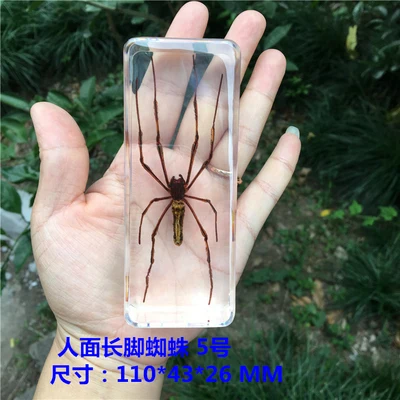 Teaching true small animals spider  resin true insect bird-catching Spider Garden Spider