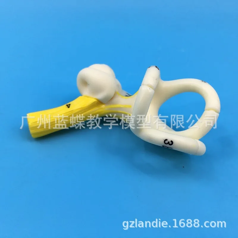 Human Ear Semicircular Canal Cochlear  Anatomical Model Inner Ear Auricular Labyrinth Model