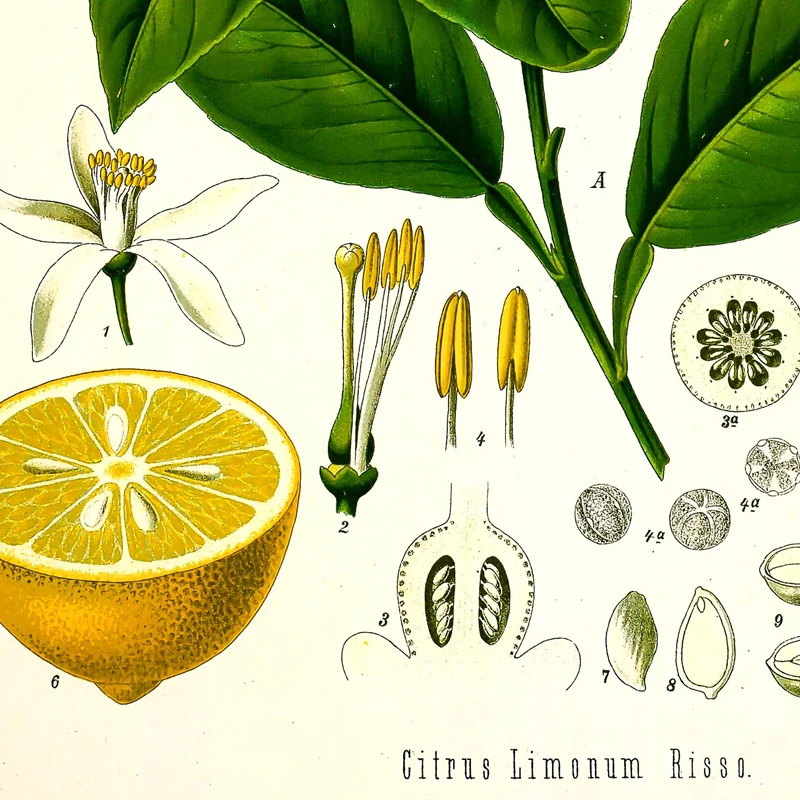 Sungup Pianta Verde, Erbe aromatiche, basilico, Menta, Poster e Stampe, Decorazioni per la Cucina, Quadri di rosmarino, Quadri botanici su Tela, Senza Cornice, 60 x 80 cm, × 3