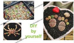 Not Real Lithops DIY DECORATION Not Seeds Stones Artificial Exotic Plants Unusual Succulent FREE SHIPPI