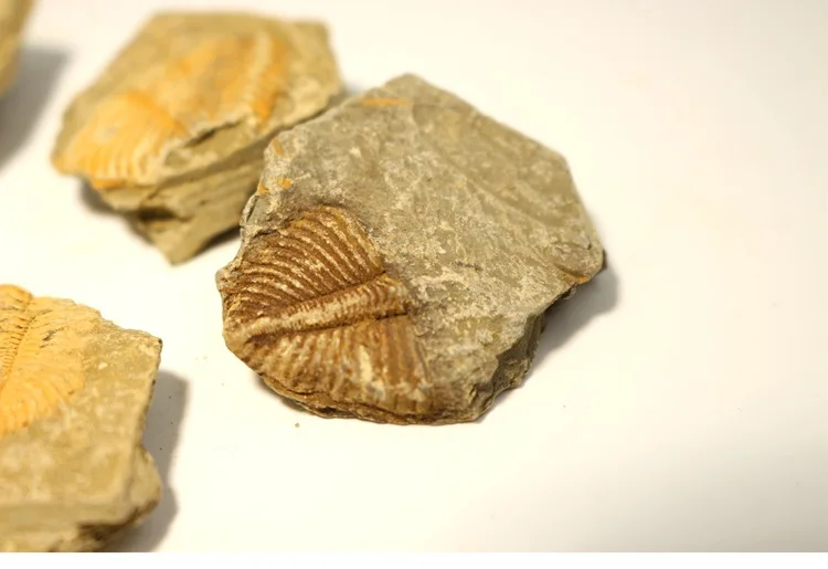 Natural Trilobite Tail Brachiopod Coral &Conchostraca Trilobites Crown Insect Tail Original Stone Teaching Science