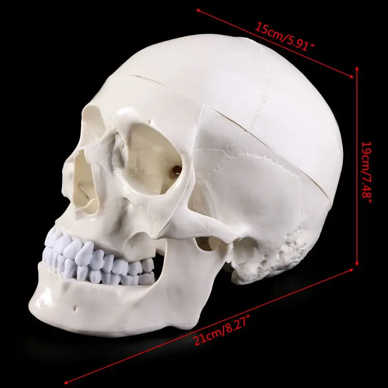 Human Anatomical Anatomy Head Skeleton Skull Teaching Model School Supplies Study Tool