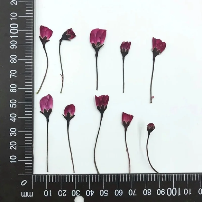 60pcs Pressed Dried Malus spectabilis Bud Flower Epoxy Resin Jewelry Making Makeup Face Bookmark Nail Art Craft DIY