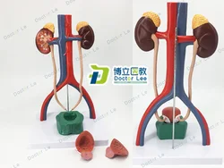 Human Urinary System Anatomical Model Kidney Ureter Bladder Urethra Anatomical Model Medicine Urology