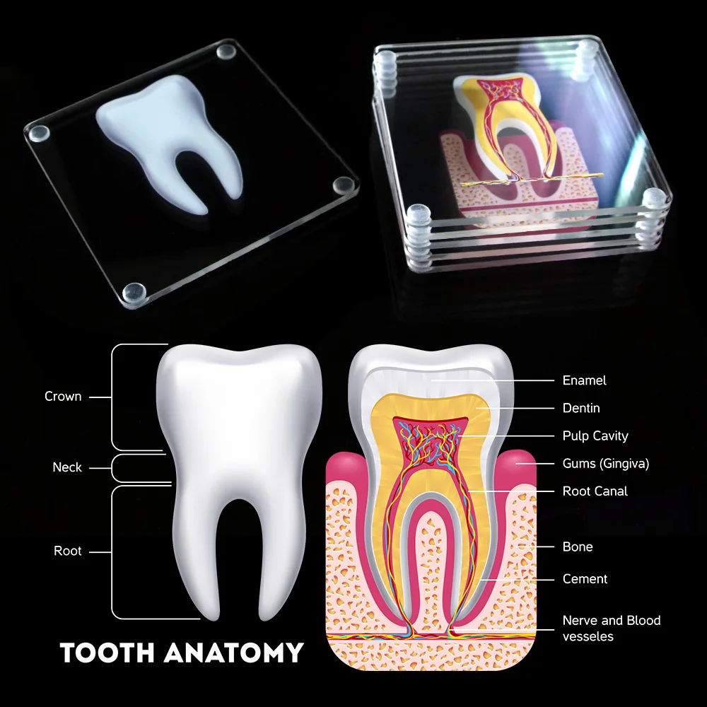 Set of 6 Tooth Anatomy Teeth Model Acrylic Coasters Dental Table Coasters Cup Mat Anatomy Lab Teaching Studying Researching Tool