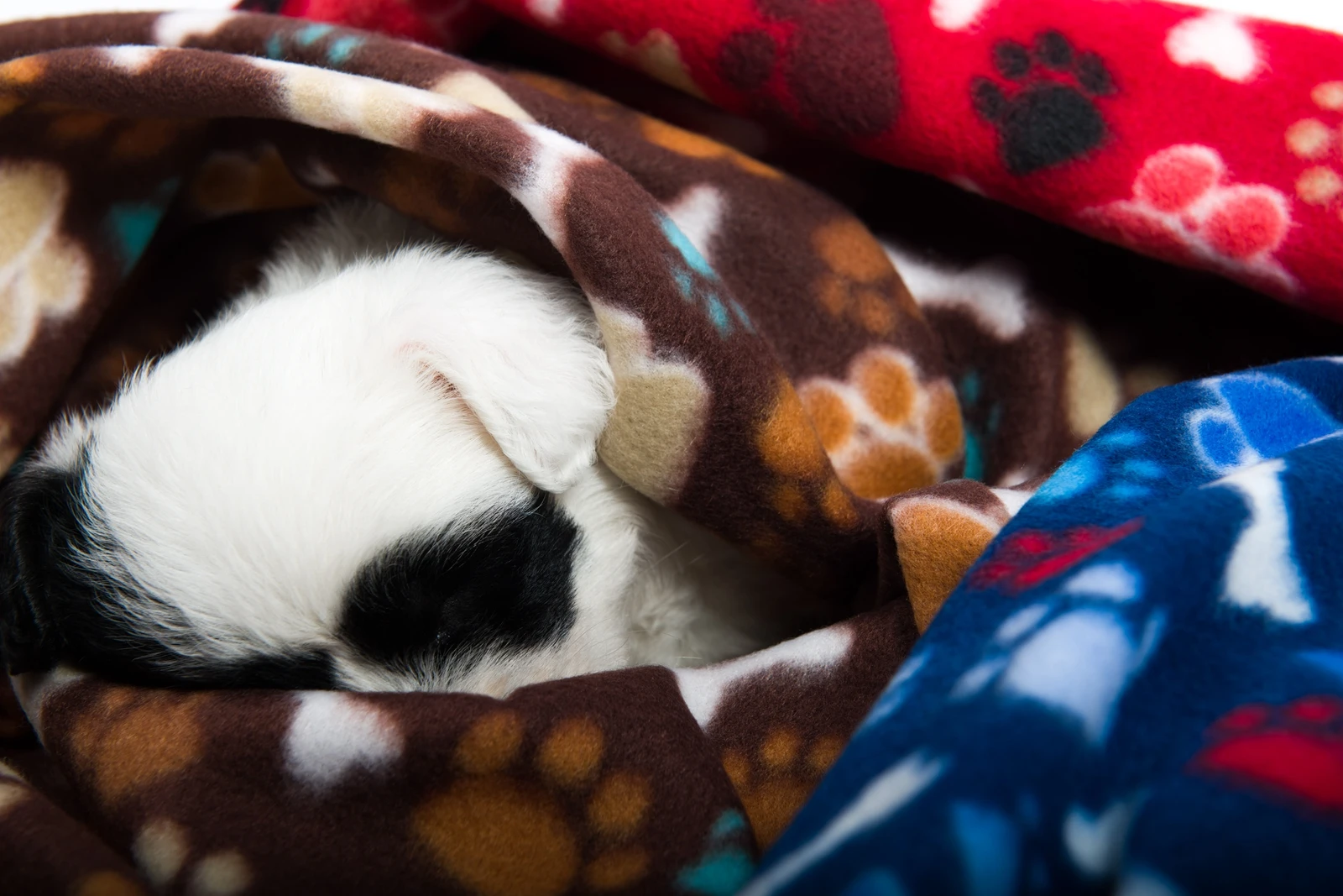 Couverture en Polymères Douce et Mignonne pour Chien et Chat, Matelas de Couchage Chaud, Fournitures pour Animaux de Compagnie