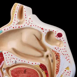 Menschlichen Anatomische Nasenhöhle Kehle Anatomie Medizinische Modell Lehre Werkzeug D5QC