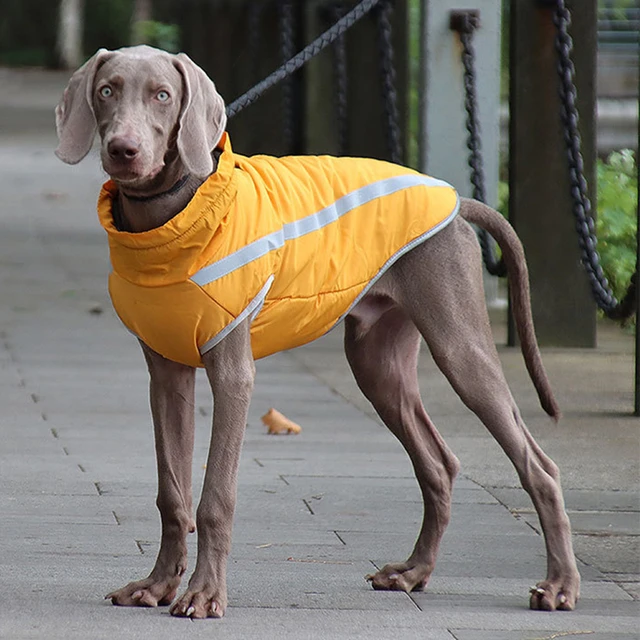 Reflective Big Dog Jacket with Buckle Winter Waterproof Pet Clothes for Large Dogs Weimaraner Whippet Greyhound Coat Clothing AliExpress