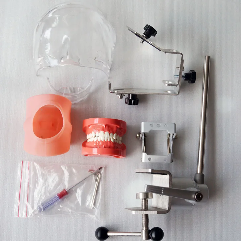 Dental Teaching phantom Head Model Dental Preparation Practice Simple Head Model