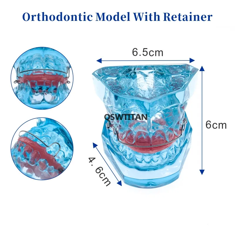 Teeth model orthodontic model with retainer for Dental student demonstrates research model