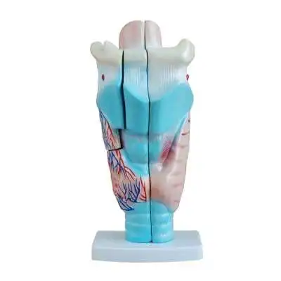 

Anatomical model of larynx larynx laryngeal structure enlargement mold throat otorhinolaryngology medical teaching stereo