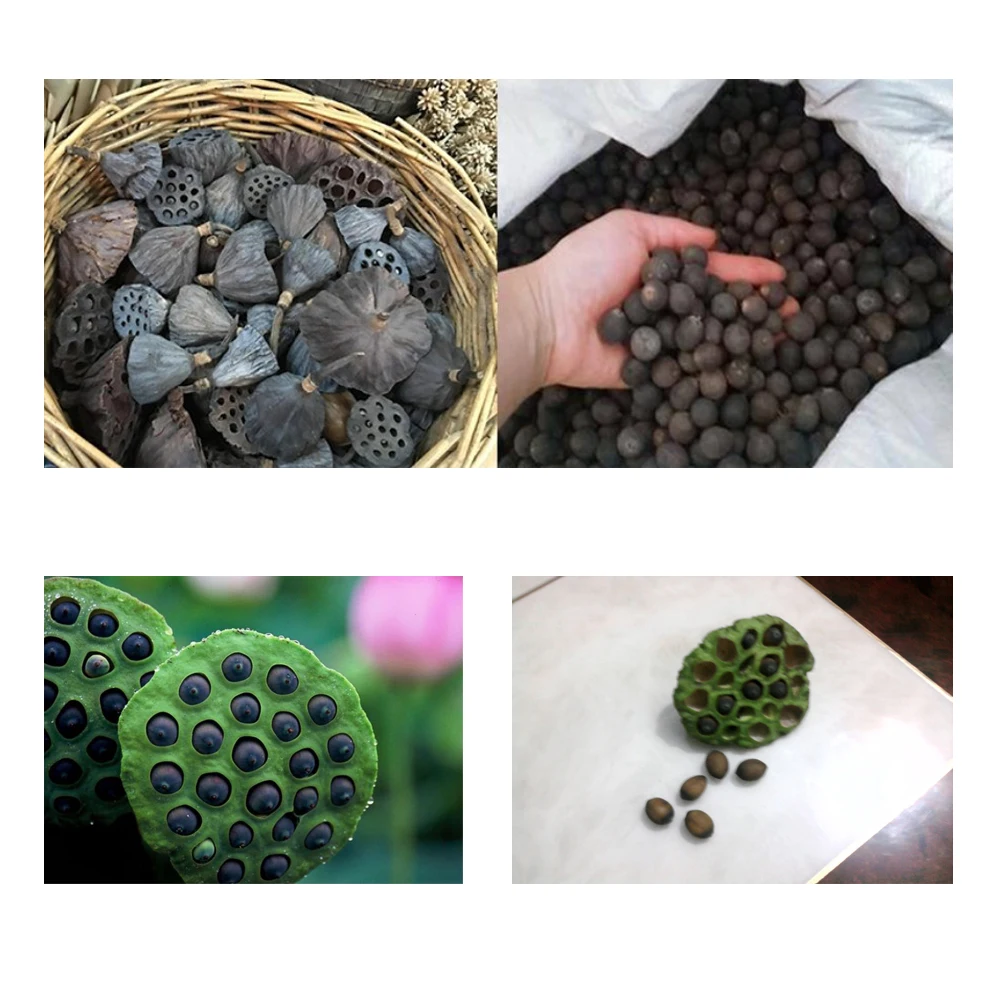 Lotus Seedpod Entfernung Maschine Lotus Topf Samen Drescher Maschine