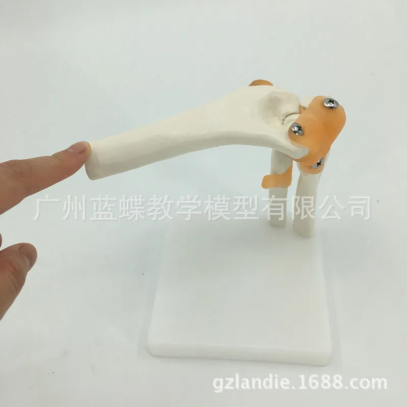 

Life Size Human Skeleton Model Elbow Joint Ligament Anatomical Surgery Model Toy