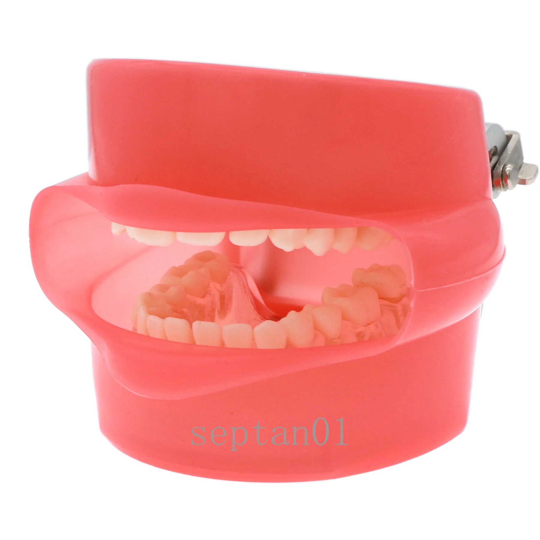 Dental Soft Gum Standad Typodont Study Model with 28pcs Removable Teeth