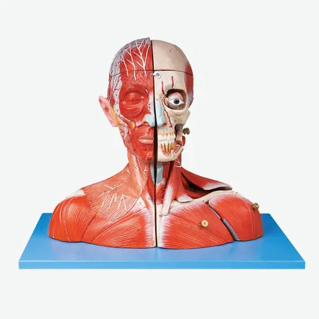 Head and neck vascular nerve attached to the brain model Cerebral artery model brain anatomical model Head and neck muscle model