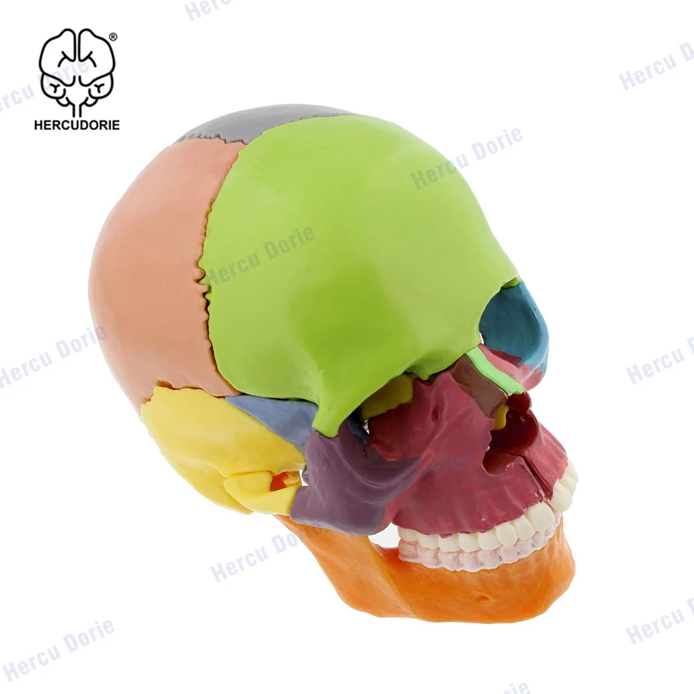 Mini Human Skull Model, Didactic 15 Parts Palm-Sized Anatomy Skull Model, Exploded Skull, Medical Teaching Learning, Kids Learni