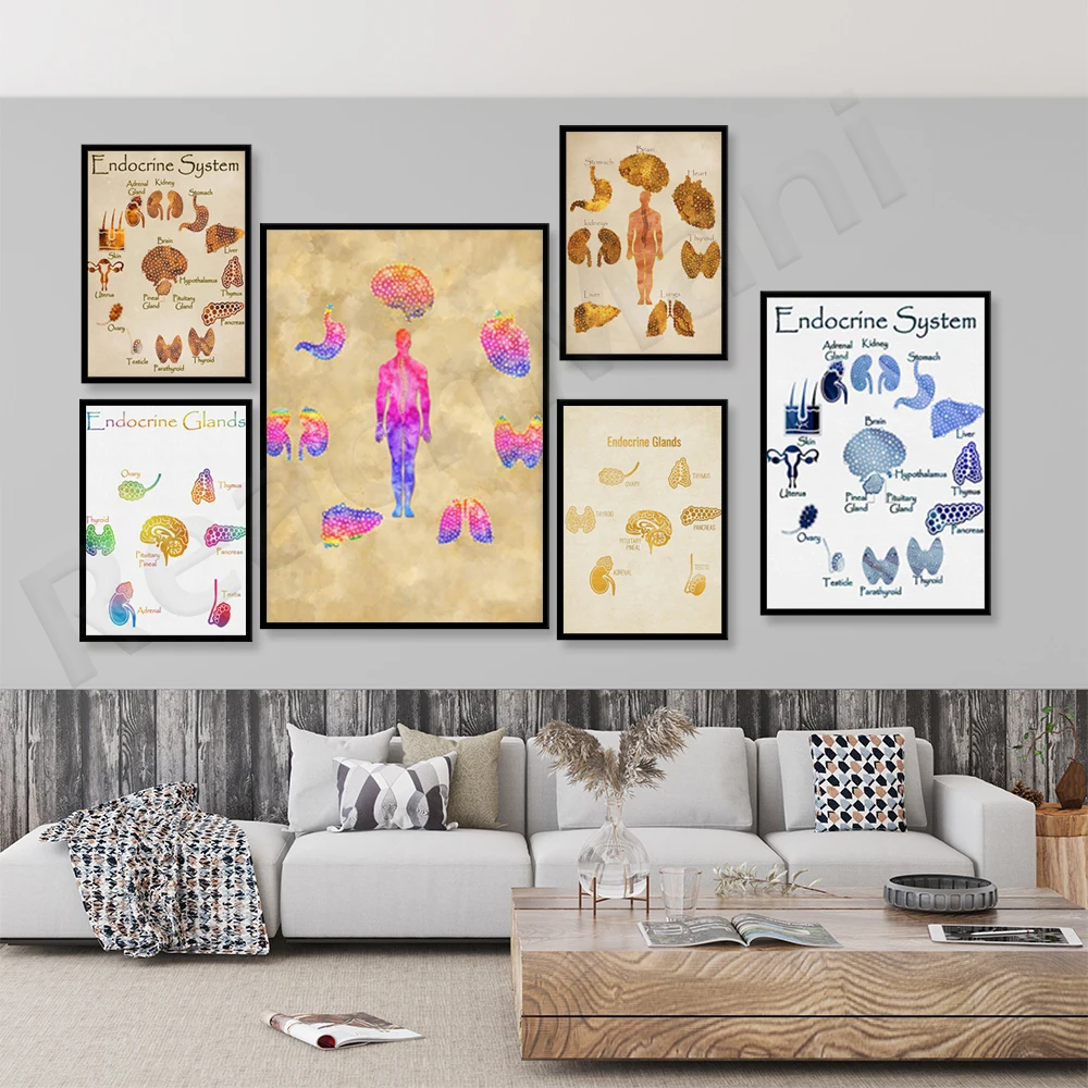 Endocrine system art prints, body art, anatomical art prints, endocrinologist's anatomy doctor gift decoration poster