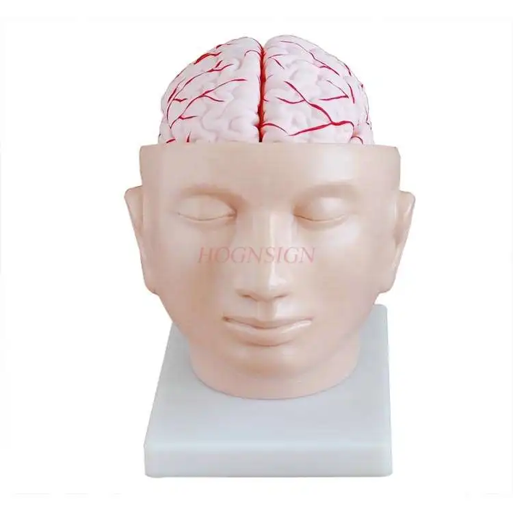 Head model head with cerebral artery model intracranial brain structure cerebral artery anatomy teaching medical teaching aids