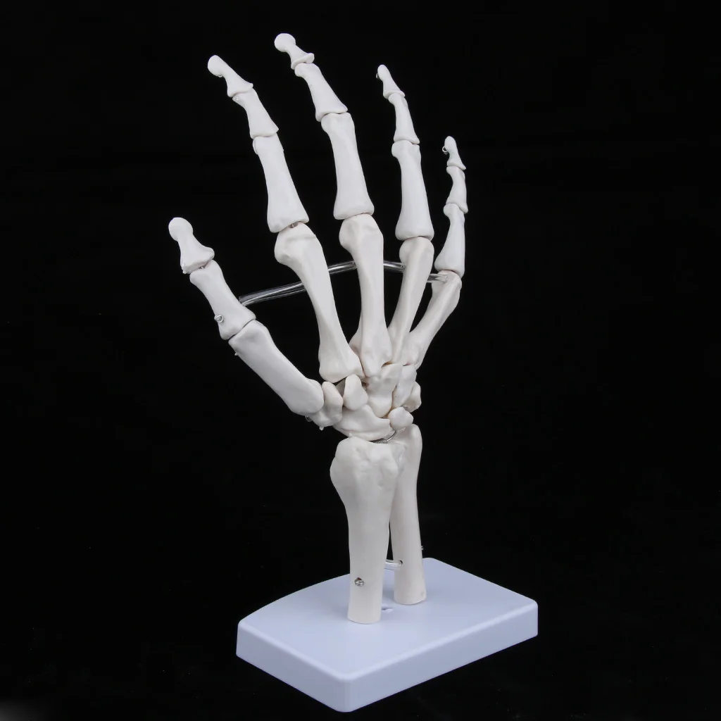 Medical Life-Size Human Hand Joint Skeleton Anatomical Model, Human Anatomy, Medical Teaching Tool