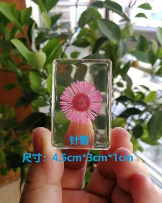 Biological observation teaching of artificial amber transparent resin plant seed specimen flower and grass science popularizatio