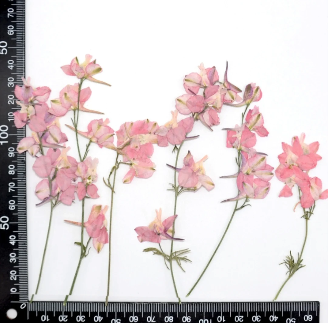 60pcs Pressed Dried Gaura Lindheimeri Flower With Branch For Epoxy Resin Pendant Necklace Jewelry Making Craft DIY Accessories