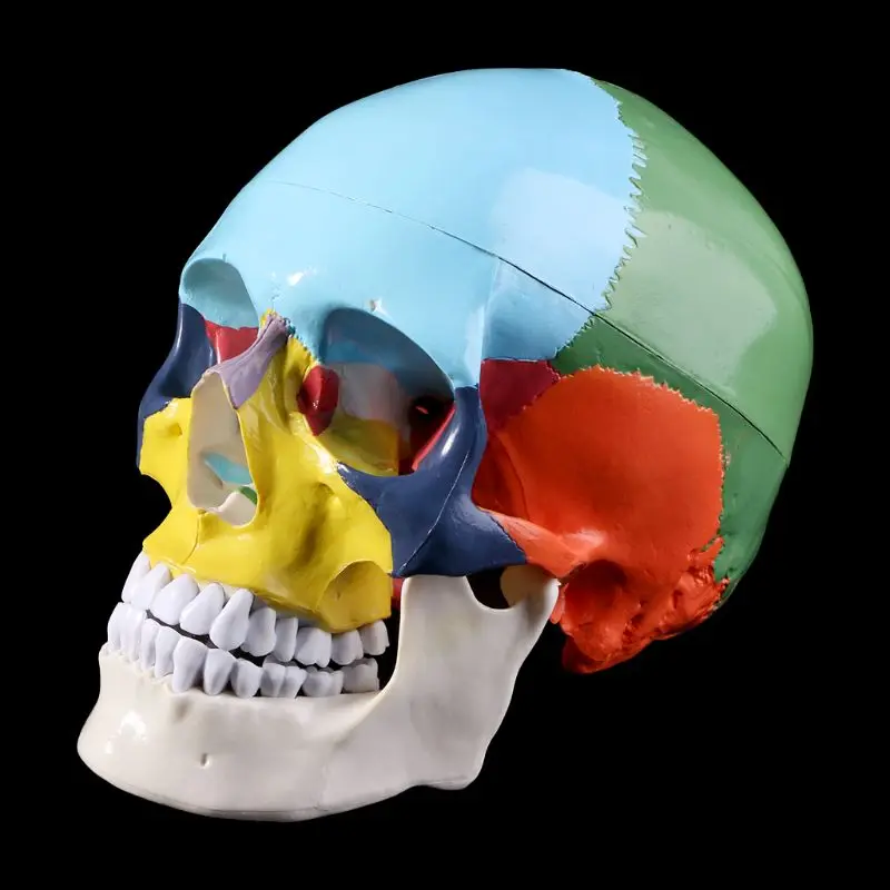 

Life Size Colorful Human Skull Model Anatomical Anatomy Medical Teaching Skeleton Head Halloween Bar Ornament Studying Supplies