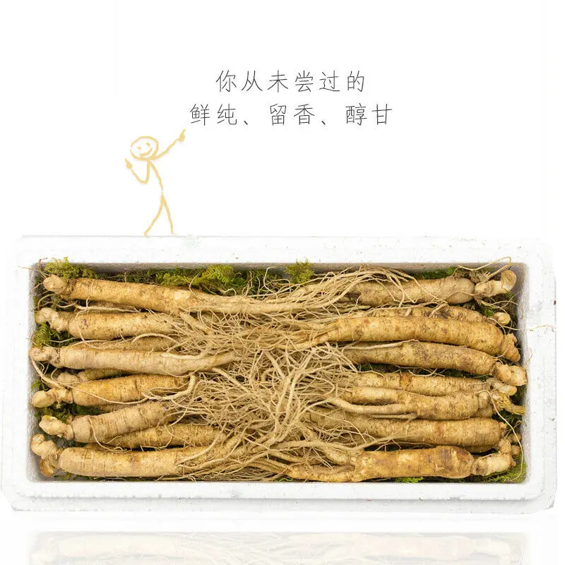 10pc nature small korea white ginseng root rootlet for plant in garden plant