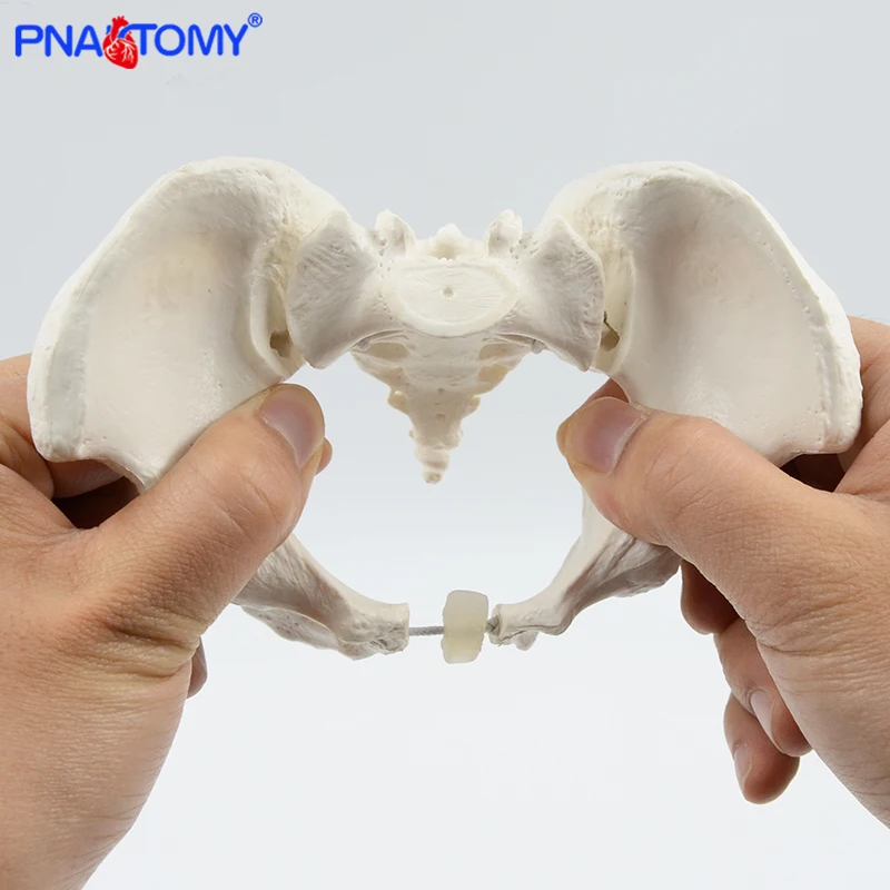 Mini Pelvis Model Human Skeleton Model Specimen Hip Skeleton Anatomy Medical Tool school Used 1:2 Pubis Skeletal Educational