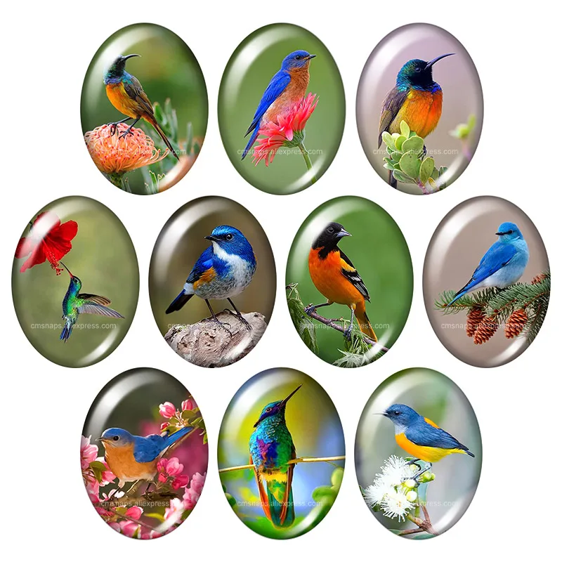 

New Birds Hummingbird Magpie Oval 10pcs 13x18mm/18x25mm/30x40mm mixed photo glass cabochon demo flat back Jewelry findings