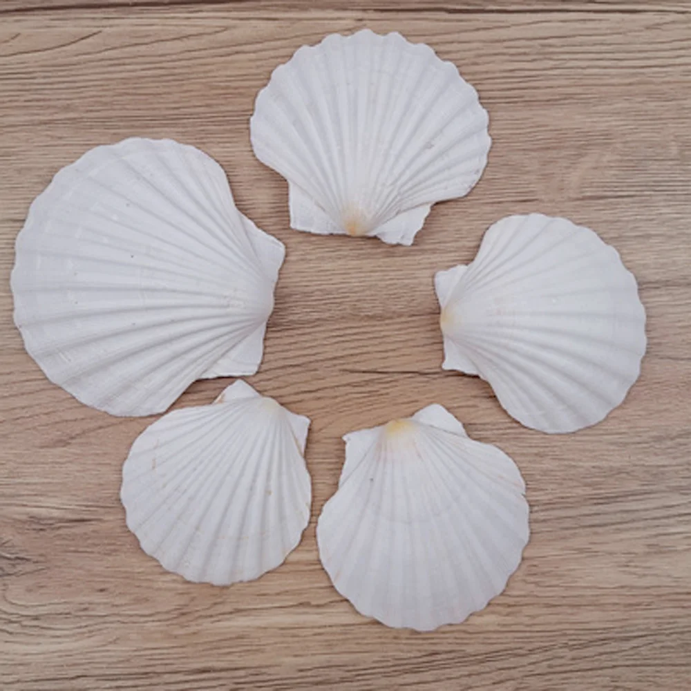 6pcs 4-5cm small size natural white Conch sea shell white scallop shell for fish tank decoration or gift