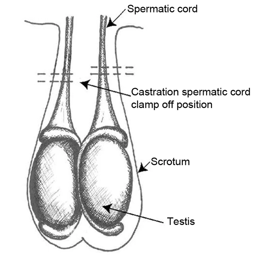 Extreme Castration