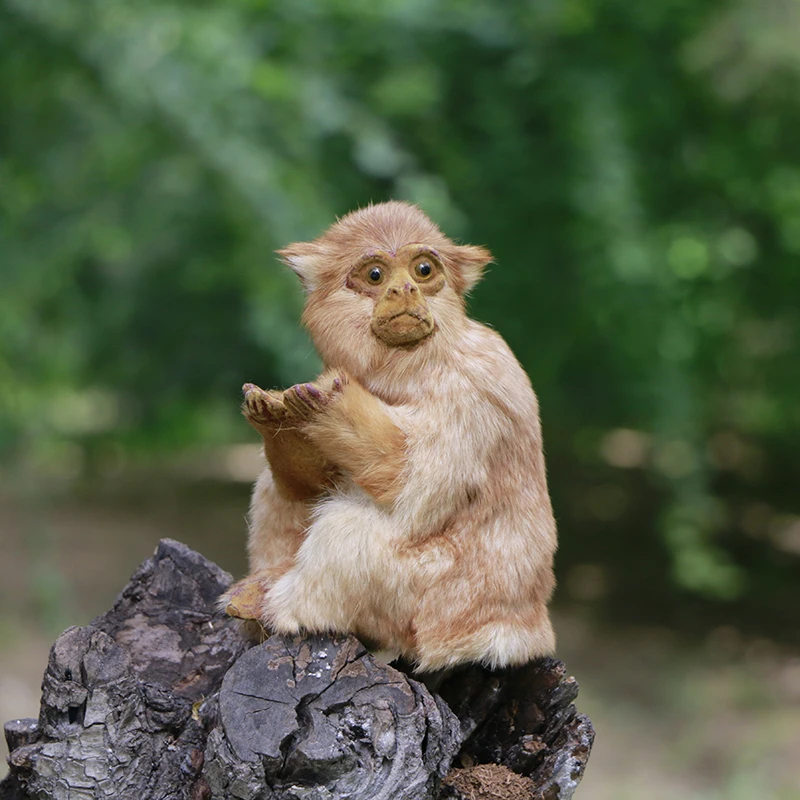 Realista sentado macaco simulação animais modelos de pelúcia crianças brinquedo casa loja decoração foto adereços presentes criativos