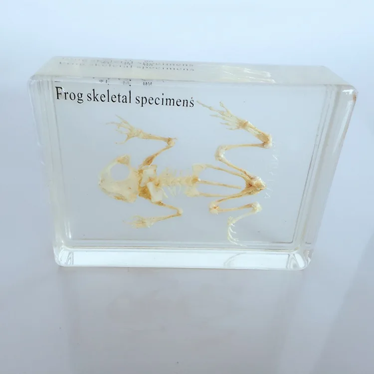 Frog Skeleton Embedded Specimen Resin Real Frog Bones Animal Specimen Models Biological Anatomy Teaching Aids Resin Handicraft