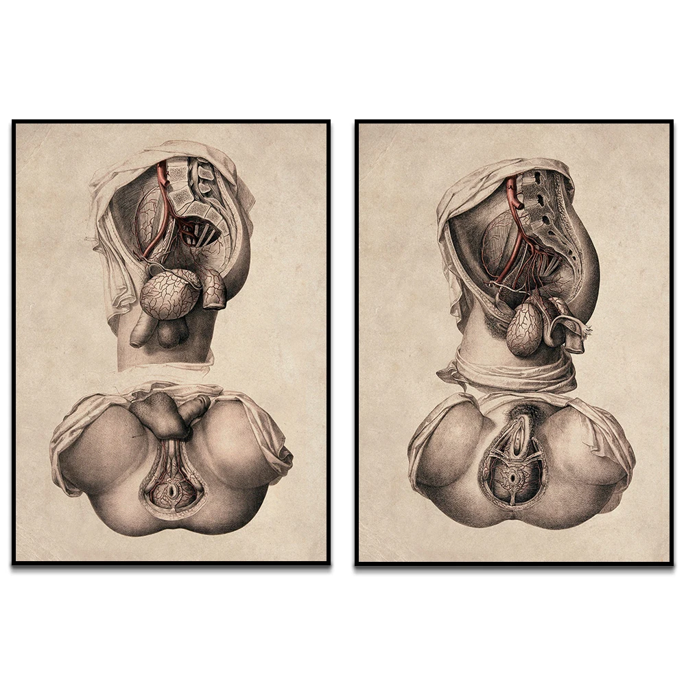 Human genitals anatomy showing reproductive system retro illustration reproductive system structure medical art gift poster