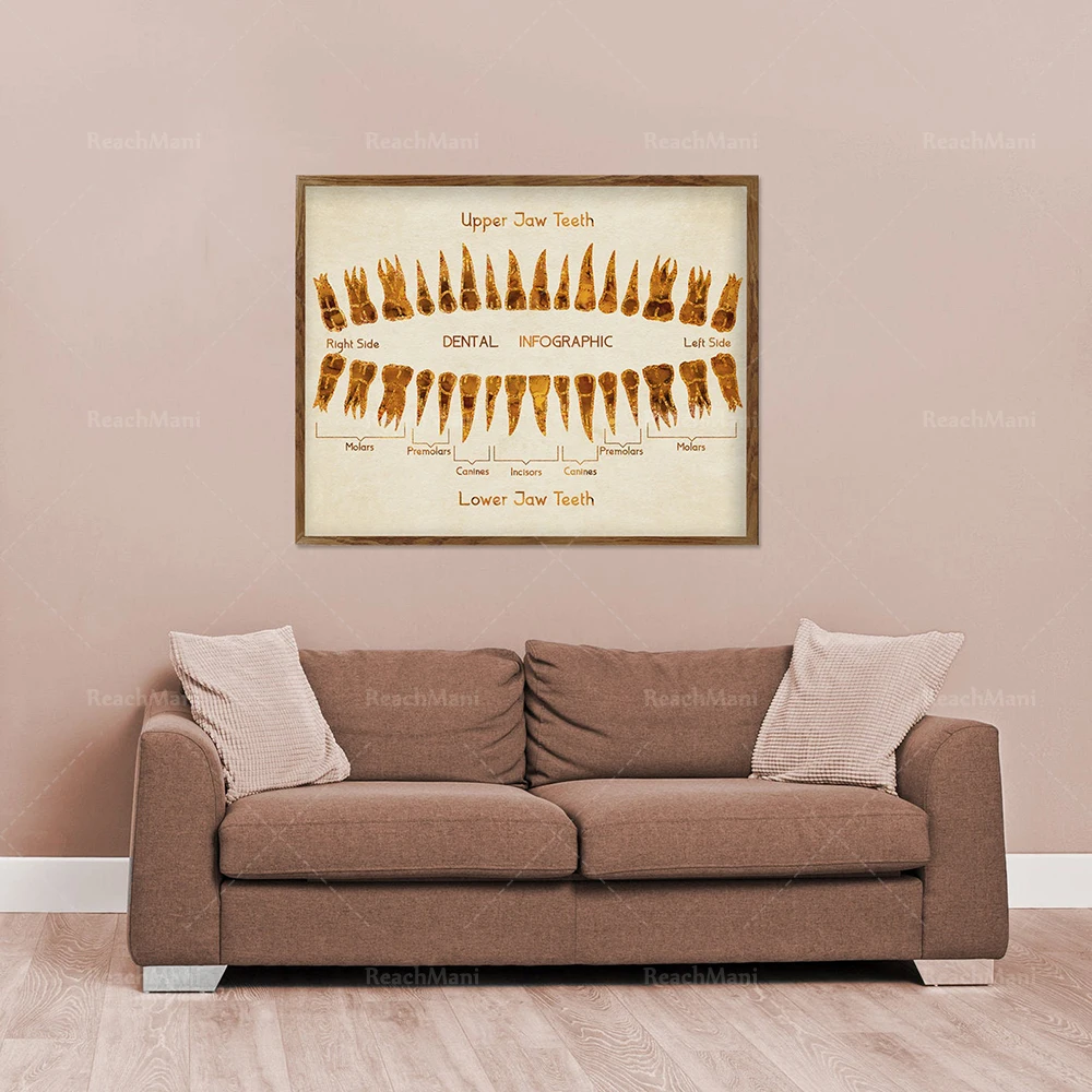 Dental clinic decoration, human teeth, tooth row print, tooth anatomy art poster, medical decoration, tooth root poster, molar i