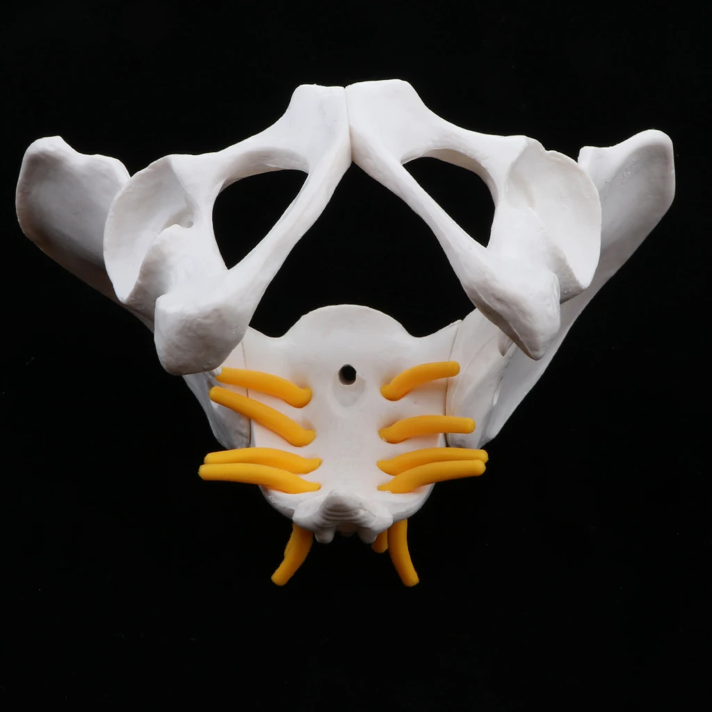 Anatomy Teaching Model - Small Size Female Pelvis Skeleton Model, School Teaching Aid School Teaching Display Lab Supplies