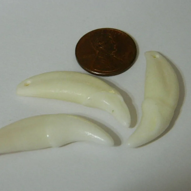 1 Bleached White Tooth Natural Authentic Teeth Ferocity Protection Strength Amulet