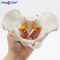 Mini Human Pelvis Bone Anatomical Model Skeleton Anatomy Model Pelvic Models Teaching Resources Educational Model Props