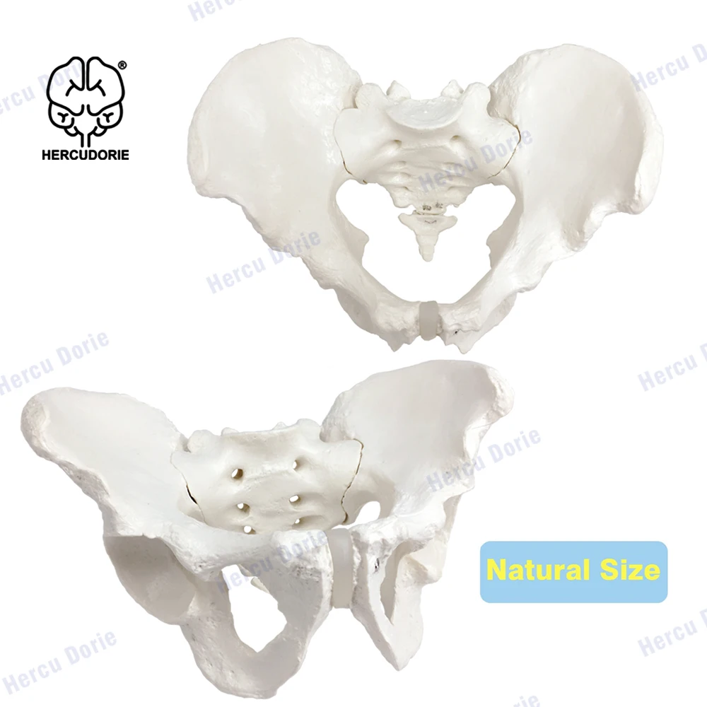 HERCUDORIE Scientific Male Pelvis Model, Life Size Pelvic Human Anatomy Features Hip, Sacrum